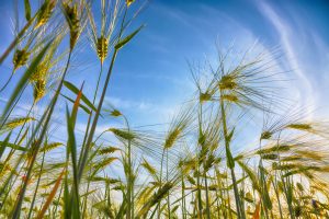 Green wheat field with blue sky in background
